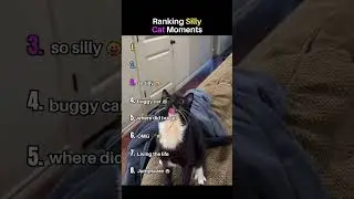 Ranking Silly Cat Moments 😂