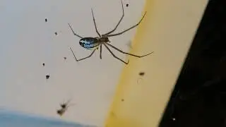 Sierra Dome Spider   weird looking spider in our doorway white and black with yellow legs MVI 1126