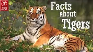 Tiger information and facts |बाघ से जुड़ी रोचक जानकारियाँ| Public Interesting 