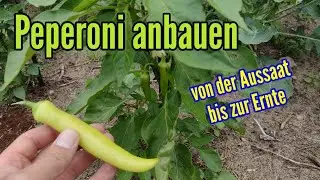 Peperoni anbauen: Von der Aussaat bis zur Ernte Pflege Peperoni Pflanze