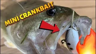 Cheap MICRO Crankbait Challenge (Удивительно)