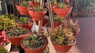 Kay's Garden Tour -  March 2021