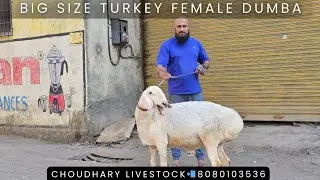 Big beautiful Female Turkey Dumba for Sale in Mumbai| Dumba Palan| Sheep Farming CLS📲8080103536