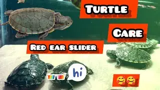 how to care red ear slider turtle || 🐢❣️ in hindi || baby turtle care 🐢❣️🥰 #viral #videos  #video