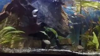 Giant Danio aggression