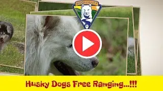 Husky Dogs Free Ranging - WooFDriver taming the WOOFS!