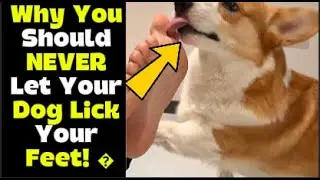 Why You Should NEVER Let Your Dog Lick Your Feet! � 😢 (Must-Watch for Pet Lovers!)