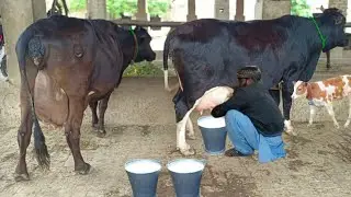 Cow for sale new video | cholistani friesian cross cow | cholstani frizan cross cow | 9 January 2026