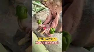 Hippo Eats a SPICY Surprise! 🌶️😲 His Reaction is Priceless! #Shorts