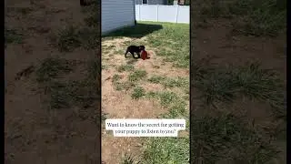 Humans talk a lot to their dogs.