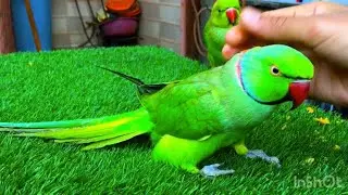 Indian Ringneck Parrot talking videos | Ringneck Parrot natural sounds | talking parrot