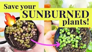 Heatwave Garden Rescue! How to Bring Scorched Plants Back to Life