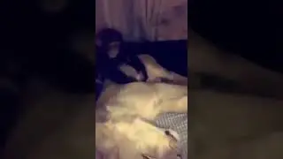 Monkey slaps lion in the face!
