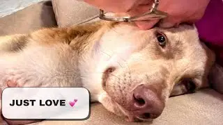 Just Love 🤍 | Day 5 of Walking, Faith & Life with My Dog