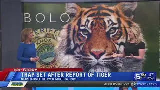 Trap set after report of tiger sighting