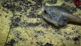 Mariana Trench/ In Pursuit of the Abyss fहदीwants to go back inside TheMariana Trench
