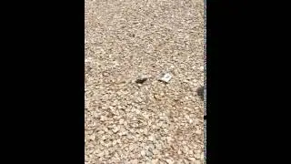 Bomb Bag Explosion