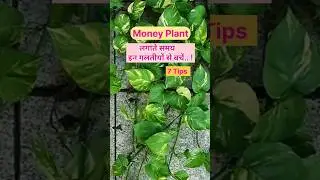 Shocking Revelations About Money Plant in Vastu