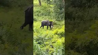 Gundlupetൽ നിന്നും Ootyലേക്ക് 🫨🐘 എന്തൊരു roadആ 🌳#malayalam #travel #shorts