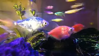 Chill relaxing glow fish video in aquarium