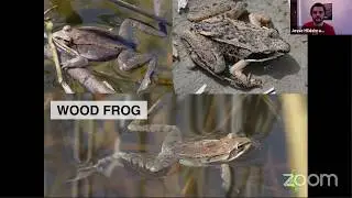 Amphibians and Reptiles of The Rouge Watershed