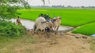 Bullock Cart Heavy Load Mud Ride | Bullock Cart
