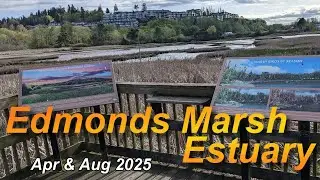 Marsh at Edmonds, Washington