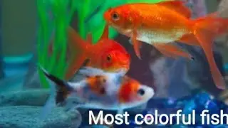 Colorful fish/Most colorful fish at home/beautiful colored fish 🐠🐟 at home