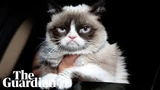 Grumpy Cat: Internet&rsquo;s most famous cat dies aged seven
