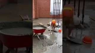 Concrete Worker Cats Are Fighting. #funny #cat #animals