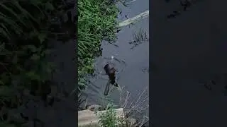 Wild Otter Emerges from Water and Chirps at Person