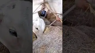 Cow eating Straw  #cow #pets #animal