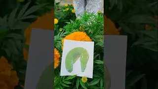 I found a strange caterpillar #jwildlifetv