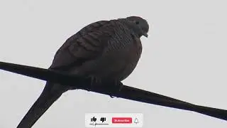 Birds living in Southeast Asia 💞💕 #shorts #birds #Animal