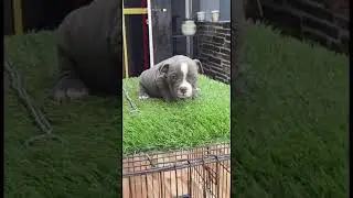 American bully micro male sale in punjab 😎8968179681😎 #shorts