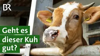 Missst&auml;nde zuverl&auml;ssig erkennen: Braucht es mehr Kontrollen im Stall? | Tierschutz | Unser Land | BR