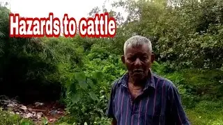 #WATCH | Garbage Zone at Anjunem Morlem, Sattari creates hazards for Cattle