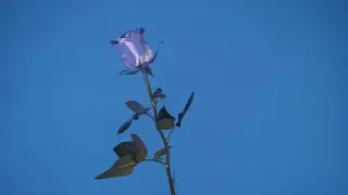 Radiate - Secrets (Official Music Video)