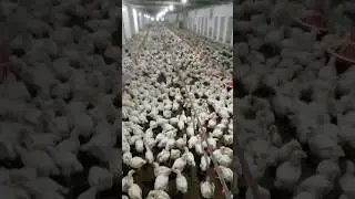 Boost Your Poultry Farming Success with Semi Control Sheds