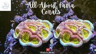 All about Favia corals