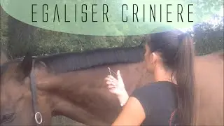 Couper la crinière sans douleur et sans effet ciseaux