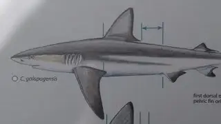 How To Draw a Galapagos Shark
