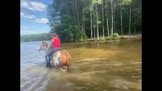 Fat paint mare riding in lake