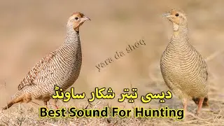 Desi Teetar Shikar Sound | Best Sound for Hunting | Grey Francolin Voice | Partridge Sound Female
