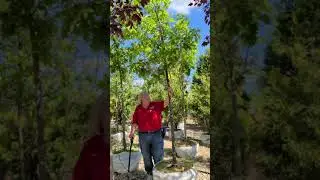Bur Oak