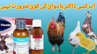 Chicken Care in the Summer Months |Use of panadol .Amoxil & Flagyl Syrup in Chickens Kabootar birds