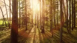 woods trees plants nature background summertime aerial view forest [King of Mind]