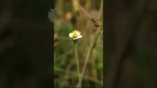 Honey Bee Pollination