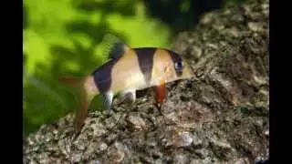 Akvariefiskar S&ouml;tvatten - Praktbotia, Neon Tetra (Clown Loach)