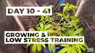 Day 10-41 - Growing & Low Stress Training